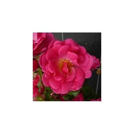 Rosier pink emely - Rosa pink emely