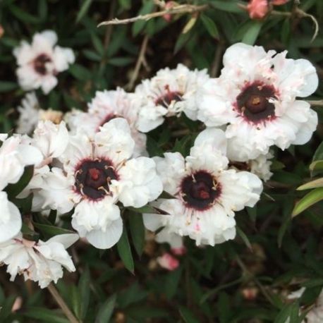 Leptospermum scoparium white Candy Blanc - Arbre à thé - Myrthe Australienne
