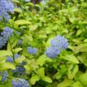 Hortensia Expression - Hydrangea macrophylla Expression you and me