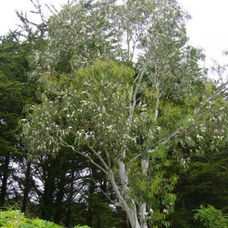 Eucalyptus niphophylla - Gommier neige