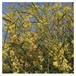 Mimosa des 4 saisons - Acacia retinodes