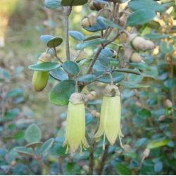 Correa backhouseana - Fuchsia Australien
