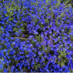 Lithodora diffusa Heavenly Blue - Grémil