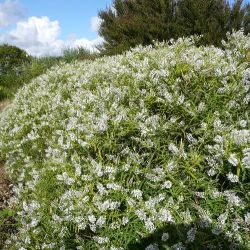 Véronique arbustive blanche  microphylla - Hebe microphylla ou kirkii