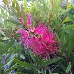 Callistemon Perth Pink - Rince-bouteille rose