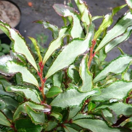 Eurya japonica variegata