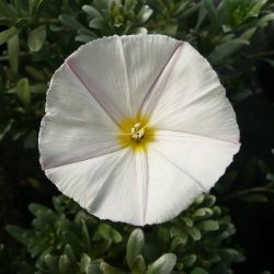 Convolvulus cneorum - Liseron argenté blanc