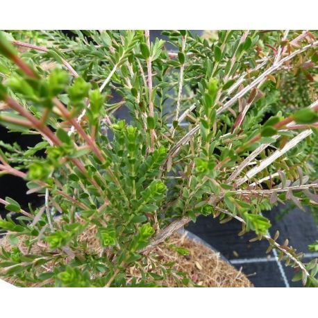 Tryptomène saxifolia