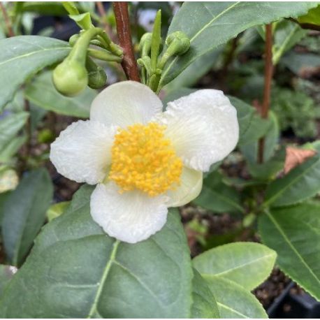 Théier - Camellia sinensis
