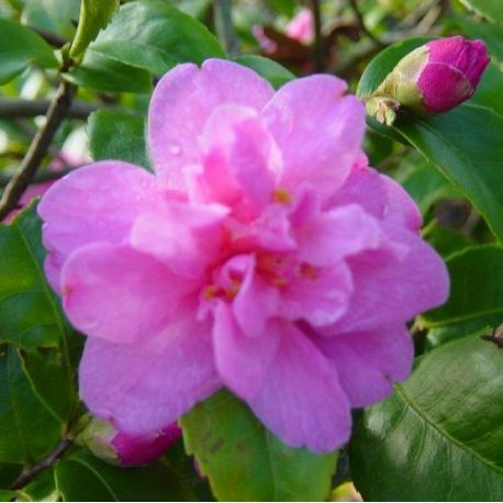 Camellia hybride Fragrant pink 
