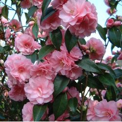 Camellia Spring Festival (cuspidata)