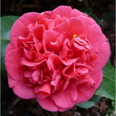 Camellia japonica Bénodet, Gertrude Gekyl