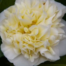 Camellia Jury's Yellow (williamsii)