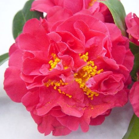 Camellia japonica Blood of China, Victor Emmanuel