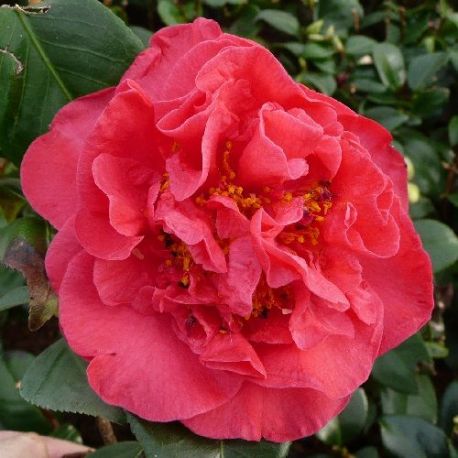 Camellia japonica Crimson Glory