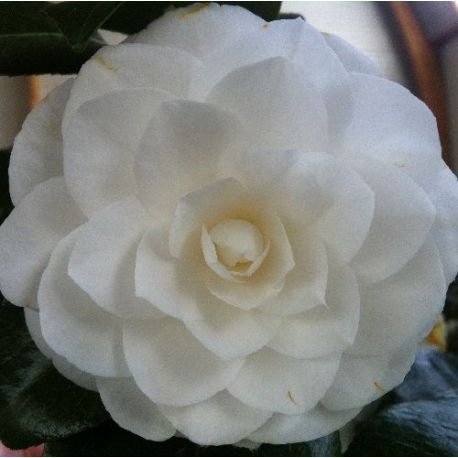 Camellia japonica Nuccio's Gem