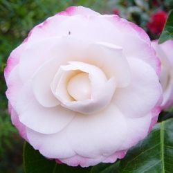 Camellia Nuccio's Pearl (japonica)