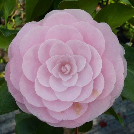 Camellia japonica Pearl Maxwell