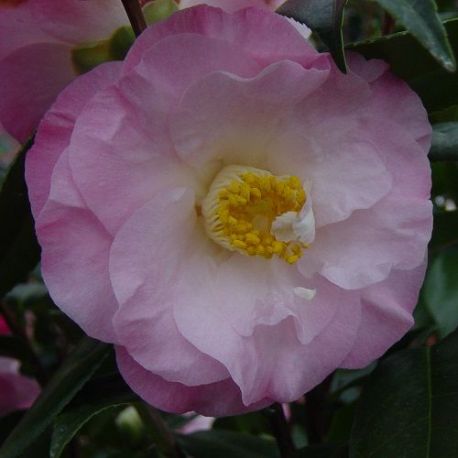 Camellia japonica Docteur Tinslay