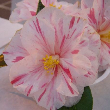 Camellia japonica Paul Jones Suprême