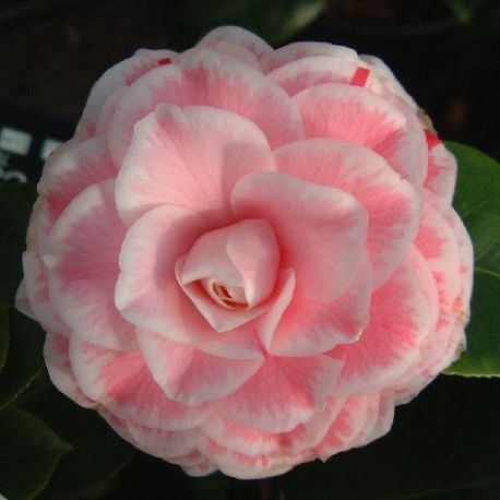 Camellia Tom Pouce - Tom Thumb (japonica)