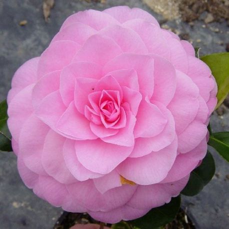 Camellia hybride Betty Ridley