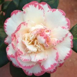 Camellia Margaret Davis (japonica)