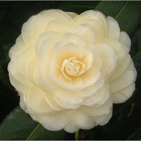 Camellia japonica Dalhonega