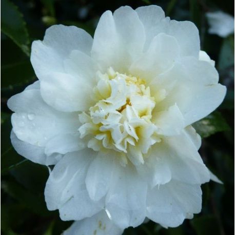 Camellia d'automne Snow Flurry (oleifera)