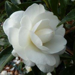 Camellia d'automne Early Pearly (sasanqua)
