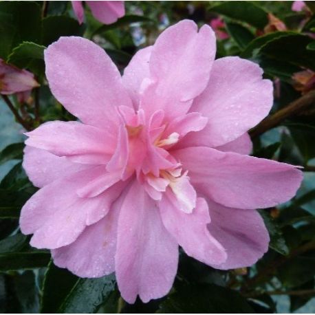 Camellia d'automne Elfin Rose (sasanqua)