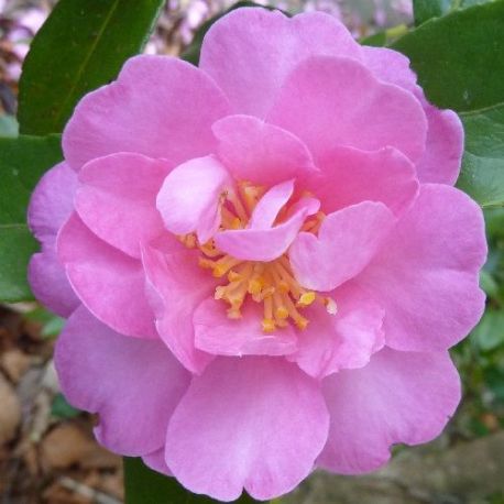 Camellia d'automne Hilda (sasanqua)