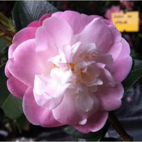 Camellia sweet Jane (hybride)