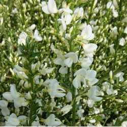 Genêt précoce Blanc - Cytisus praecox Alba
