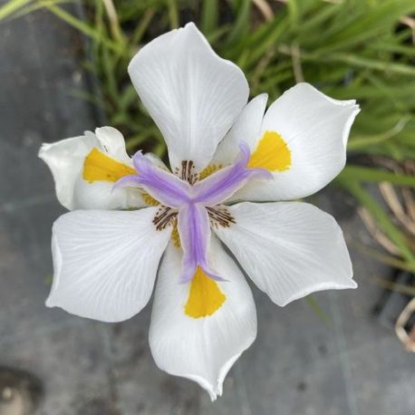 Iris des Fées - Dietes grandiflora