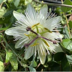 Passiflore blanche, Fleur de la passion - Passiflora caerulea Constance Elliot