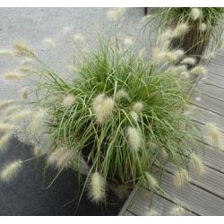 Pennisetum villosum - Herbe aux écouvillons