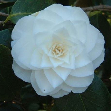 Camellia japonica Pape Jean 23