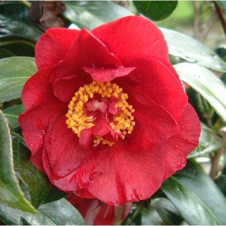 Camellia japonica Bop Hope