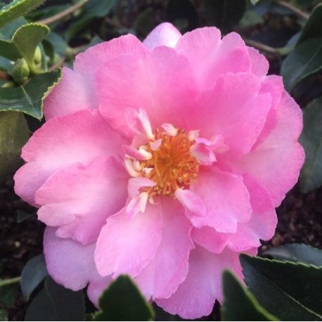 Camellia d'automne Sunrise Serenade (sasanqua)