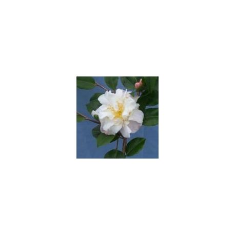 Camellia Scentuous
