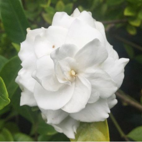 Jasmin du Cap - Gardenia jasminoides grandiflora à fleur double
