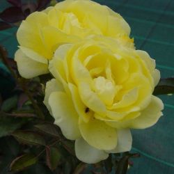 Rosier The Fairy jaune - Rosa Yellow Fairy