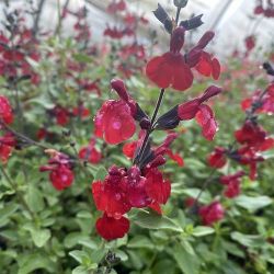 Sauge arbustive rouge foncée compacte - Salvia