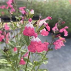 Sauge arbustive Blanche et Rose Pink Lips - Salvia