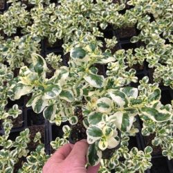 Coprosma repens Marble Queen
