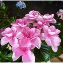 Hortensia Expression - Hydrangea macrophylla Expression you and me