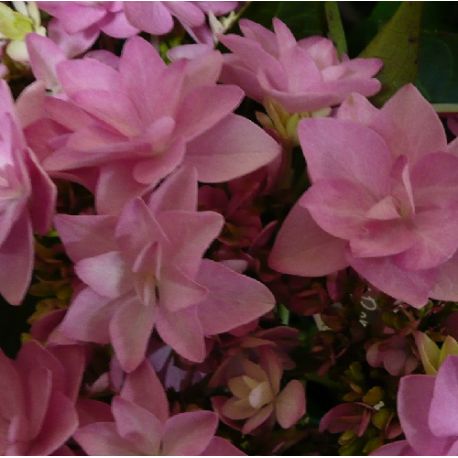 Hortensia Romance - Hydrangea macrophylla Romance you and me