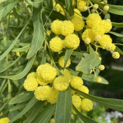 Mimosa Lisette des 4 saisons - Acacia retinodes Lisette