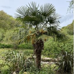 Palmier de Chine - Trachycarpus fortunei - Chamaerops excelsa